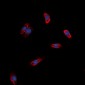 Anti-GPR97 Antibody